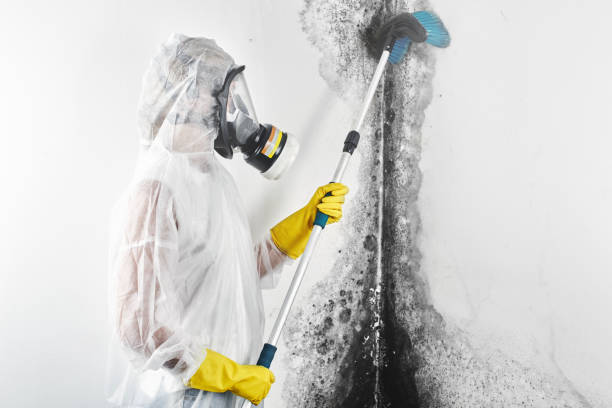 Best Mold-Related Health Consultation  in Winthrop, MN